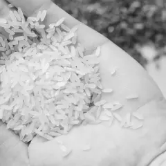 Mano sosteniendo arroz para paella, grano a grano, listo para crear un plato delicioso.