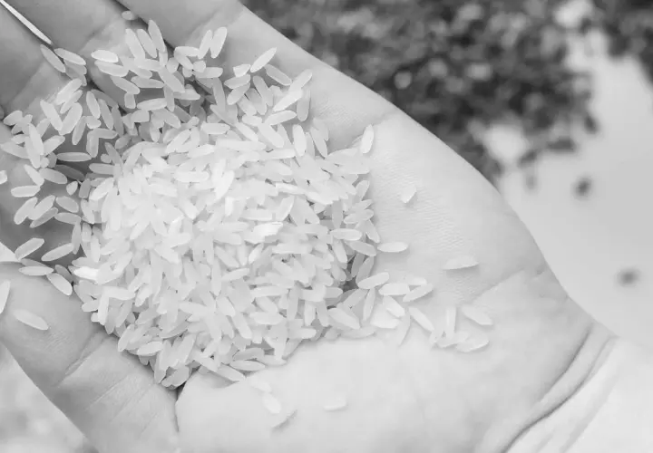 Mano sosteniendo arroz para paella, grano a grano, listo para crear un plato delicioso.