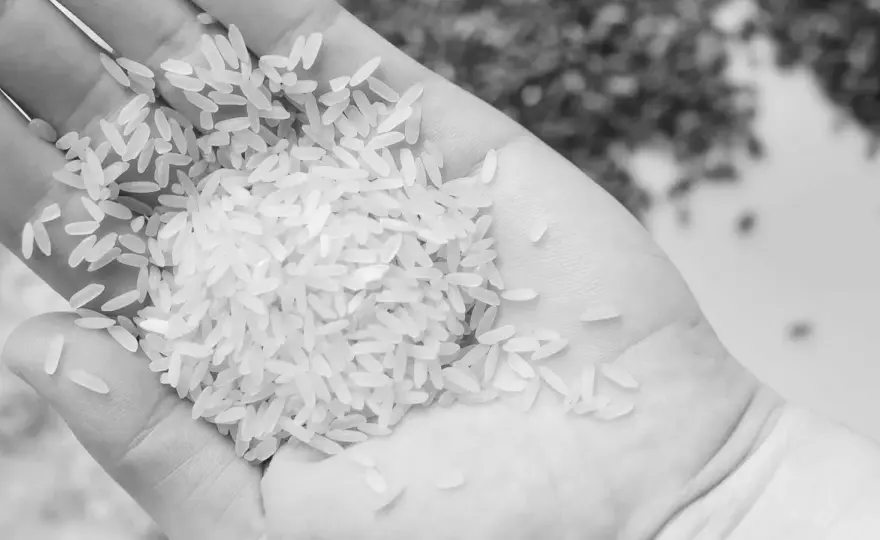 Arroz para paella - ¿Bomba, Sénia o Albufera? Elige bien