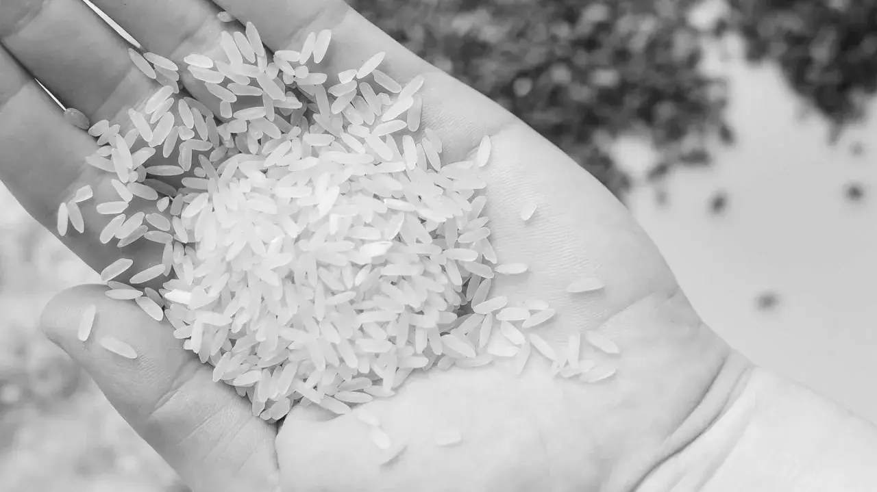 Mano sosteniendo arroz para paella, grano a grano, listo para crear un plato delicioso.