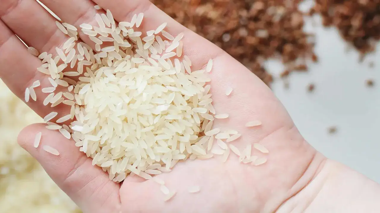 Mano sosteniendo arroz para paella. El grano es blanco y alargado, perfecto para absorber sabores.