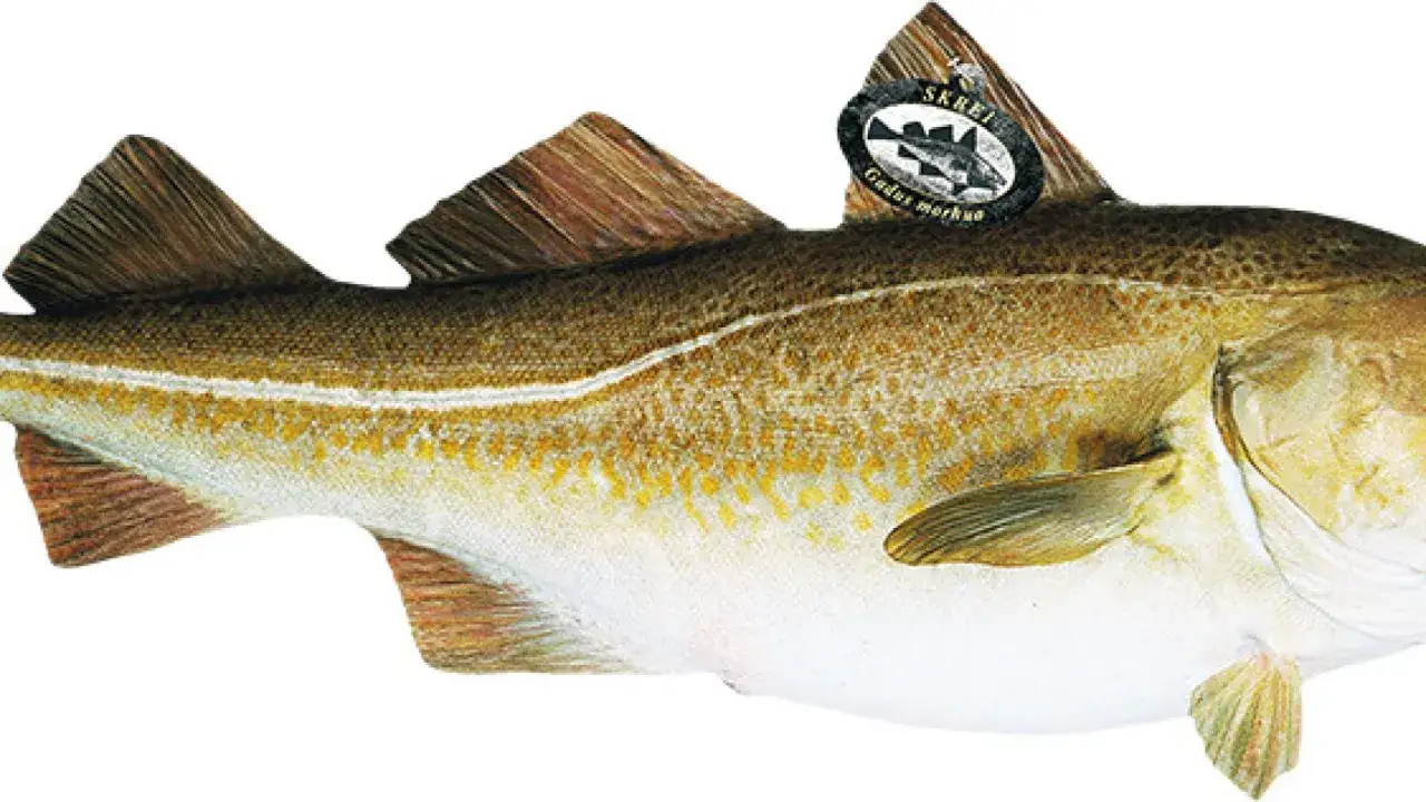 Un bacalao skrei de gran calidad, con su distintiva línea lateral y etiqueta de certificación.